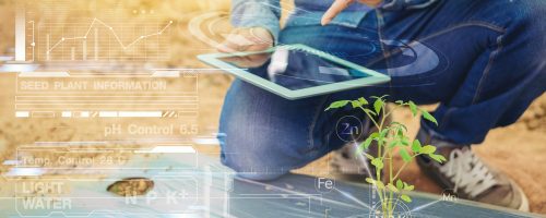 Farmer, farm owner using touch pad for check plant quality in the greenhouse. smart farm with visual graphic. Selected focus